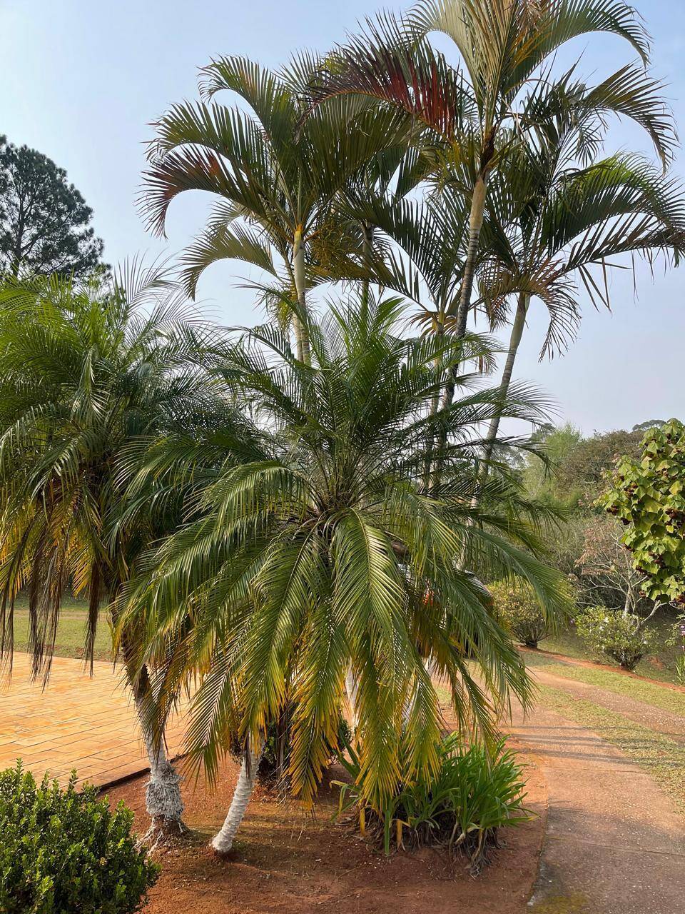 Fazenda à venda com 5 quartos, 15000m² - Foto 16