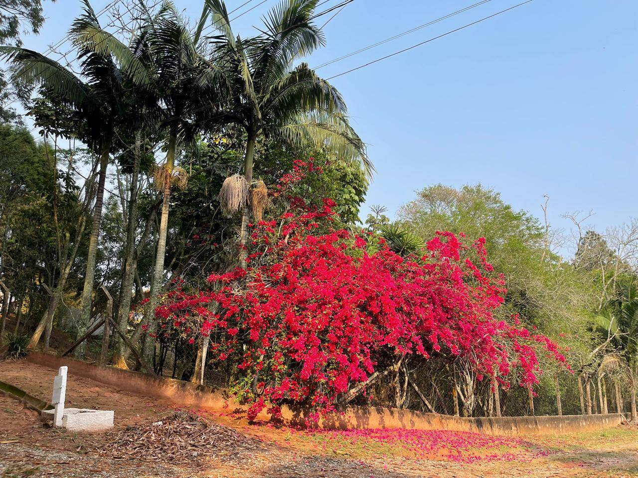 Fazenda à venda com 5 quartos, 15000m² - Foto 24