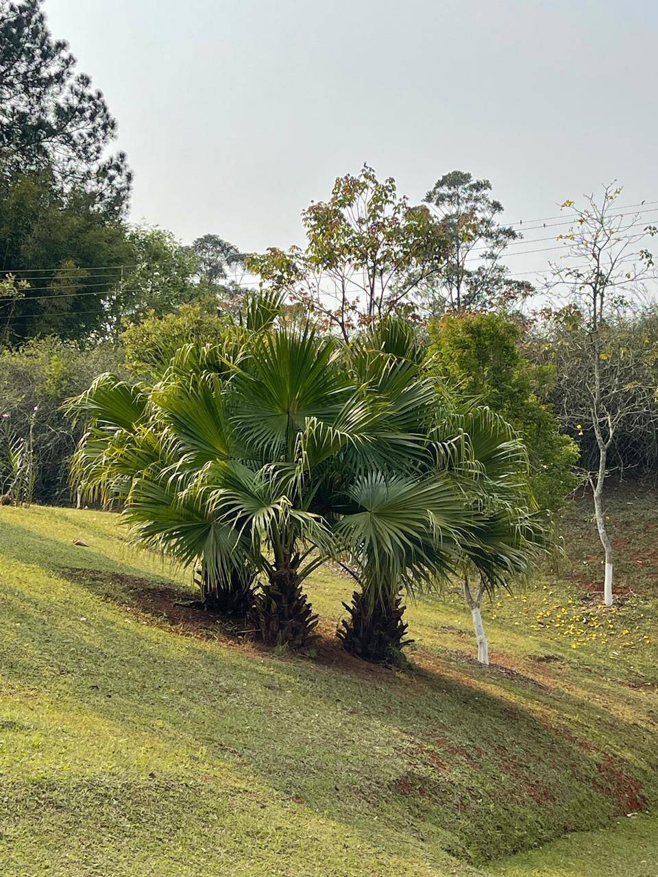 Fazenda à venda com 5 quartos, 15000m² - Foto 31