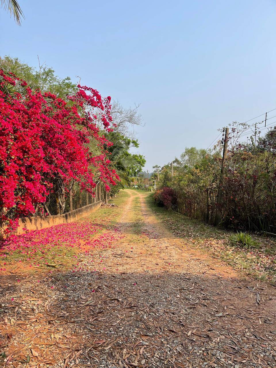 Fazenda à venda com 5 quartos, 15000m² - Foto 48