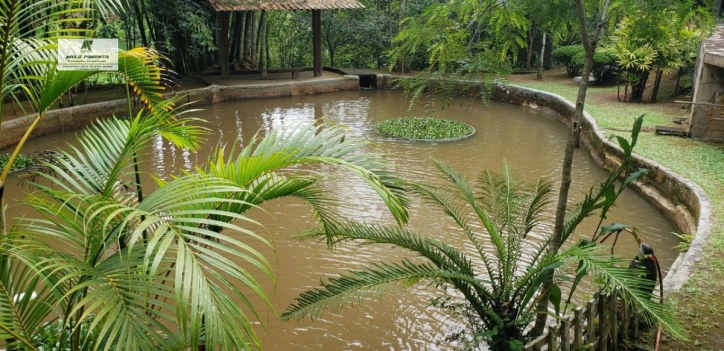 Fazenda à venda com 3 quartos, 6000m² - Foto 7