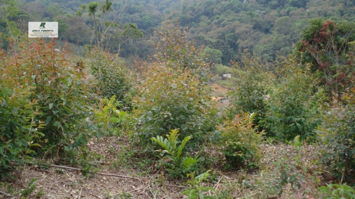 Fazenda à venda com 3 quartos, 84700m² - Foto 5