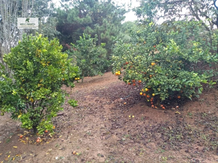 Fazenda à venda com 2 quartos, 2600m² - Foto 20