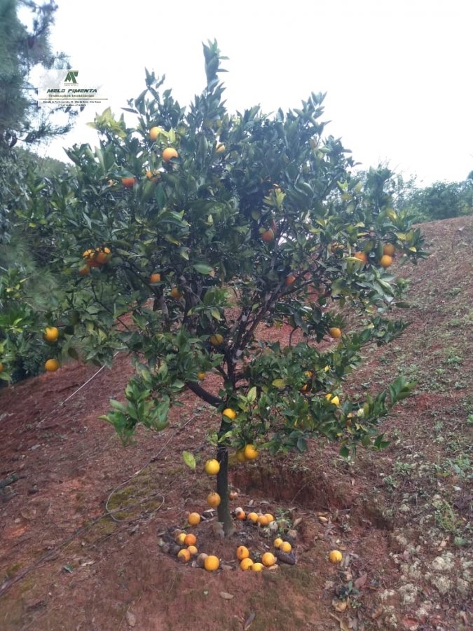 Fazenda à venda com 2 quartos, 2600m² - Foto 23