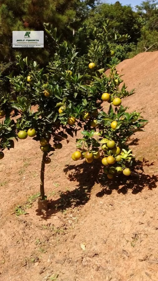 Fazenda à venda com 2 quartos, 2600m² - Foto 24