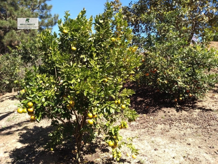 Fazenda à venda com 2 quartos, 2600m² - Foto 25