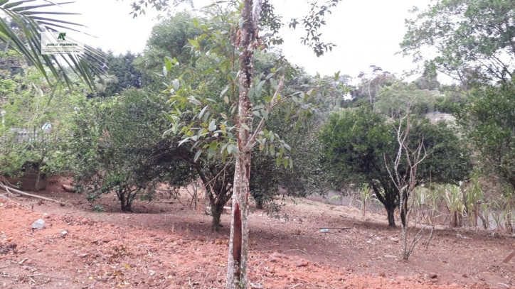 Fazenda à venda com 2 quartos, 6000m² - Foto 10