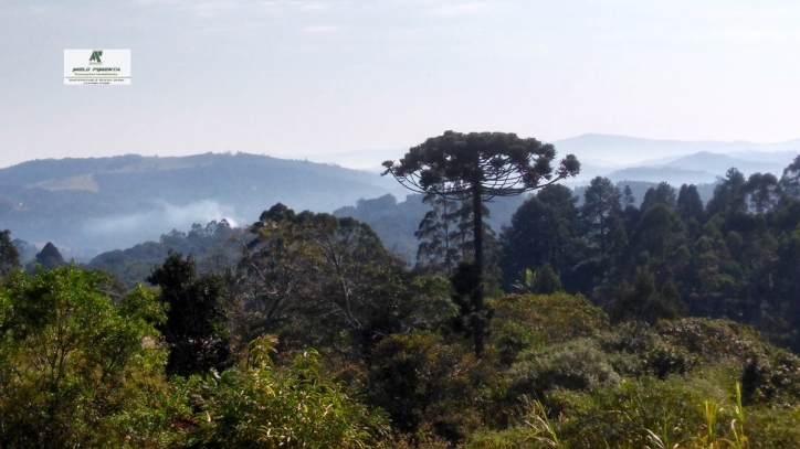 Fazenda à venda com 3 quartos, 50000m² - Foto 3