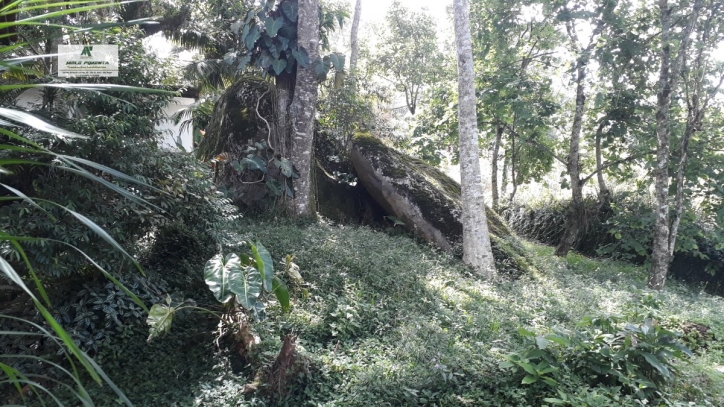 Fazenda à venda com 4 quartos, 5000m² - Foto 17